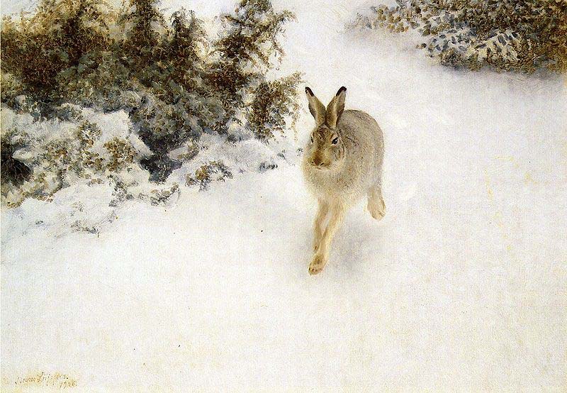 Winter Hare